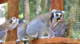 Košice ZOO horúčavy zvieratá lemur
