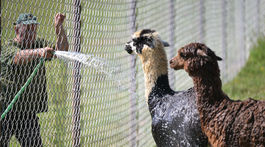 SR Košice ZOO horúčavy zvieratá lama alpaka