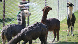 SR Košice ZOO horúčavy zvieratá lama alpaka