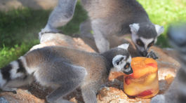 SR Košice ZOO horúčavy zvieratá lemur