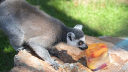 SR Košice ZOO horúčavy zvieratá osvieženie KEX