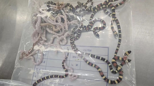 Čínski colníci chytili muža, ktorý v nohaviciach pašoval stovku živých hadov