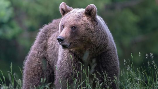 Rumuni zavelili do útoku na medvede. Kvótu na odstrel radikálne navýšili