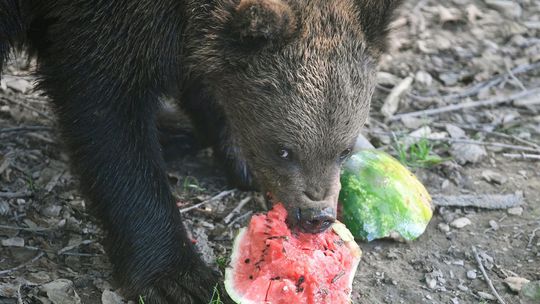 Špeciálne melóny, mrazené vývary, nanuky či zmrzliny. Zvieratá v zoo počas horúčav dôkladne ochladzujú