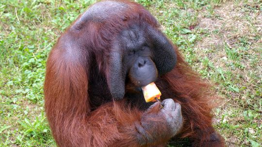 Orangutan v Bojniciach si vychutnáva svoj nanuk.