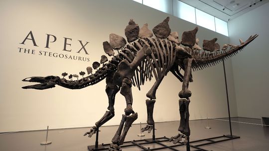 Šok na aukcii pomalého bežca s obrovským žalúdkom. Za koľko miliónov vydražili najdrahšieho dinosaura na svete?