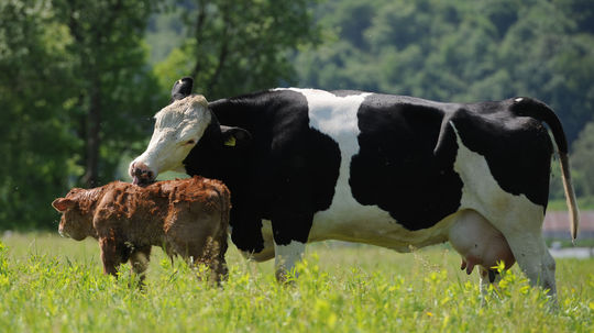 Progresívci kritizujú pasenie kráv v Malej Fatre: Kuffovci pomáhajú biznismenom. Rezort reaguje