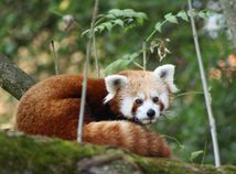 Panda červená