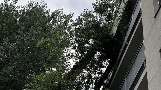 Padnutý strom na ulici Na barine v...