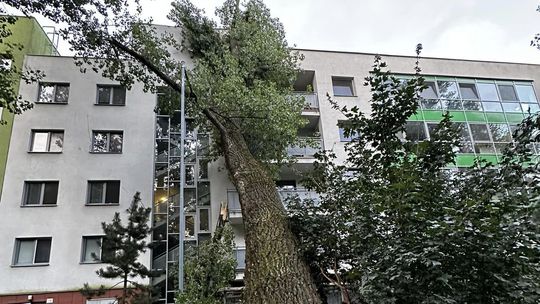 Na bytovku v bratislavskom Lamači padol mohutný topoľ. V akcii bola polícia aj hasiči