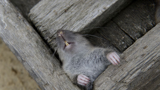 Košice trápia premnožené potkany. Mestská časť hovorí o extréme, spúšťa sa mimoriadna deratizácia
