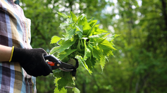 Na prípravu hnojivového zákvasu si nazberajte...