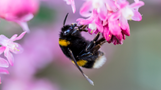 Čmeliaky vnímajú čas ako ľudia. Podľa najnovšieho výskumu dokážu riešiť svetelné hádanky