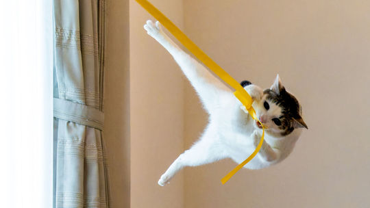 Kam sa na mňa hrabe Tarzan!