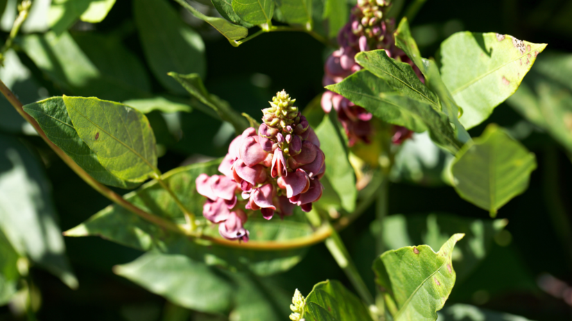 Apios pricenana