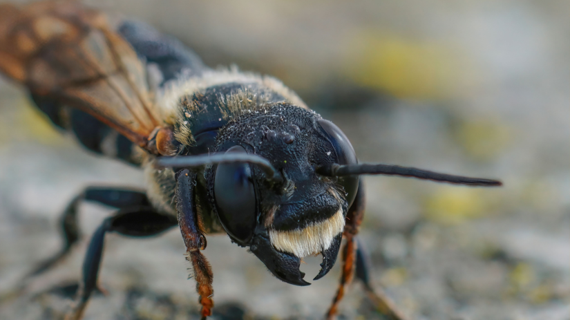 Invázna včela Megachile sculpturalis