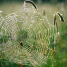 pavúk, pavučina