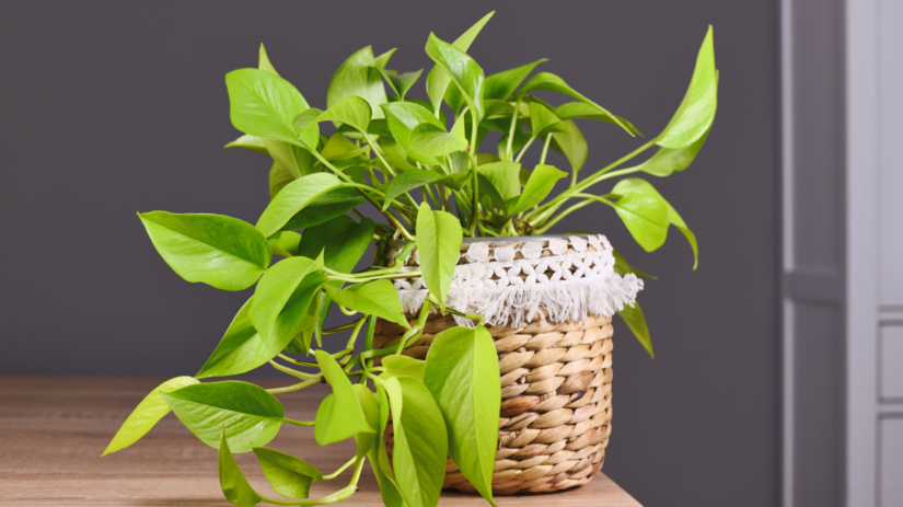 Potosovec (Epipremnum aureum) ľudovo nazývaný...