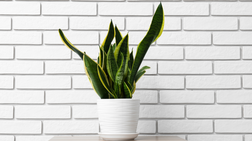 Sansevieria trojpása (Sansevieria trifasciata)...