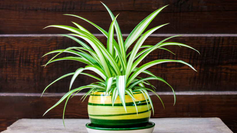 Zelenec chochlatý (Chlorophytum comosum) je...