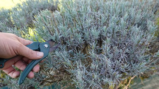1. Z vybranej bylinky odrežte dostatočne dlhý...