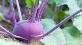 ‘Blankyt’: skorá modrá určená na zber v júni a...