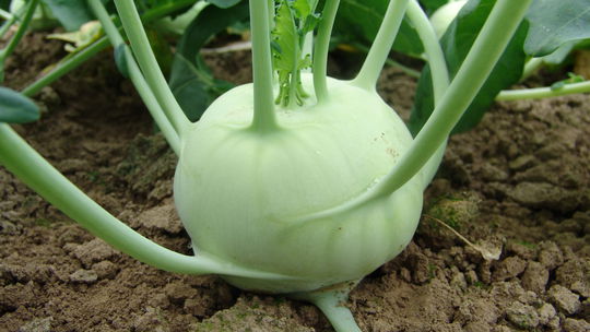 ‘Kreft F1’: veľmi skorá na rýchlenie aj...