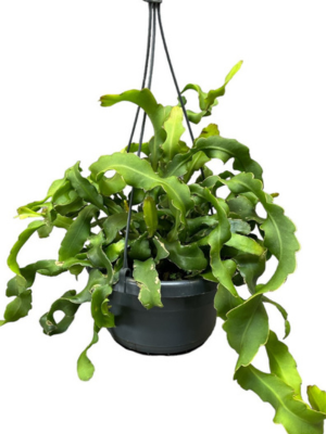 Epifyllum (Epiphyllum hookeri subsp. guatemalense)