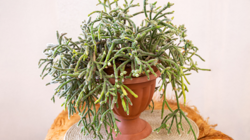 Ripsalka (Rhipsalis cereuscula)