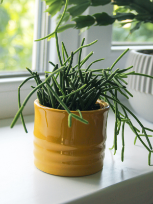 Ripsalka (Rhipsalis paradoxa minor)
