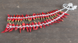 čili, čili papričky, sušenie,