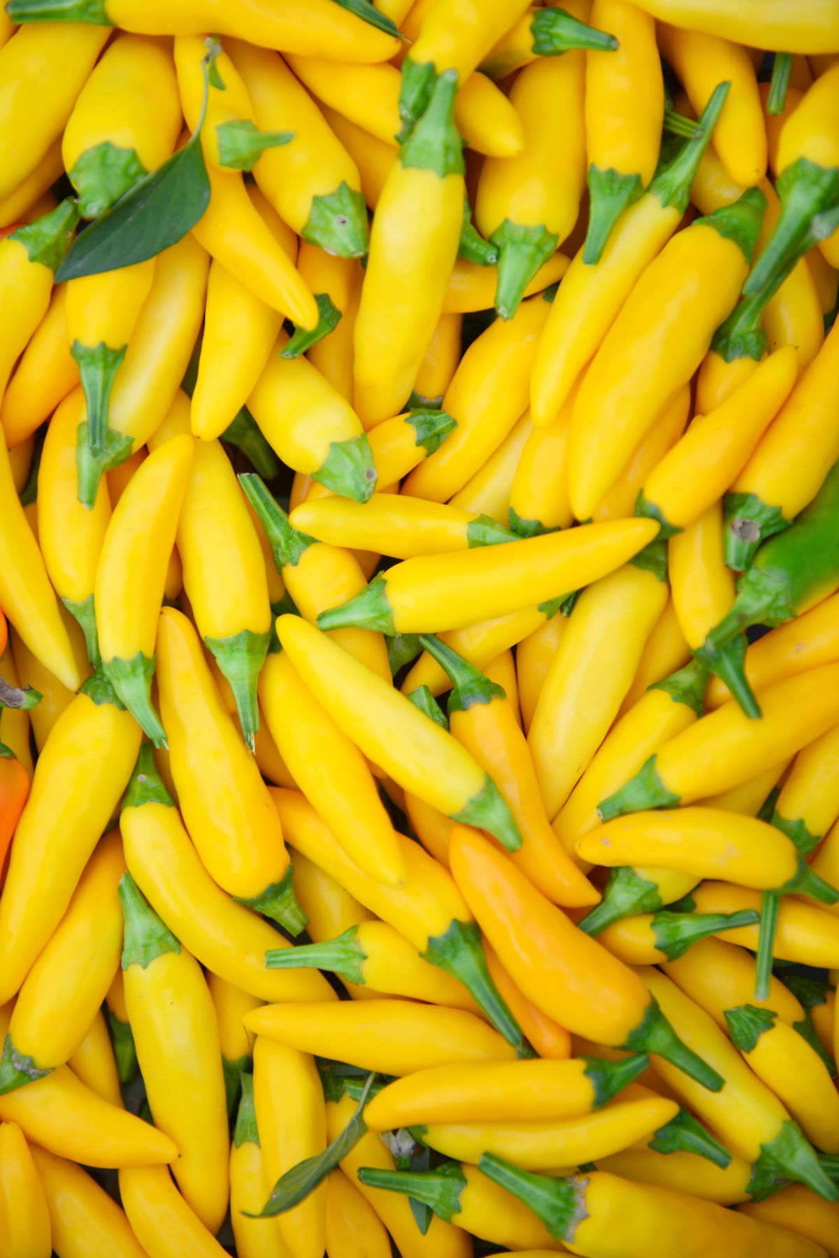 ‘De Cayenne Yellow’