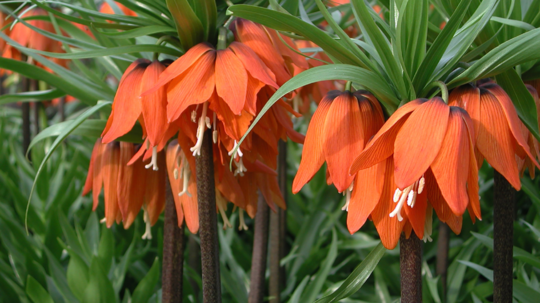 Korunkovky kráľovské (Fritillaria imperialis):...