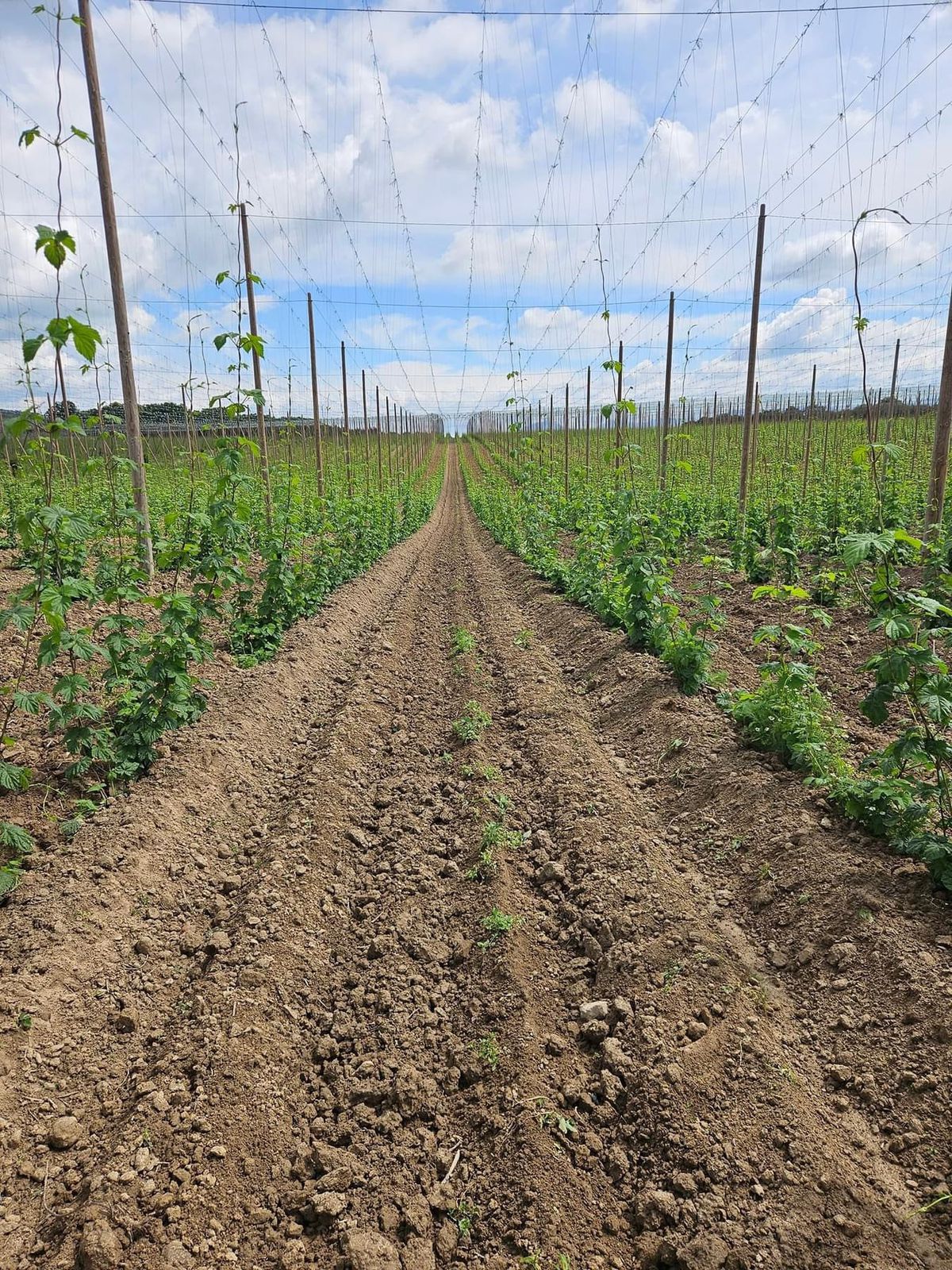 Chmeľnica v Nemšovej v Trenčianskom kraji.