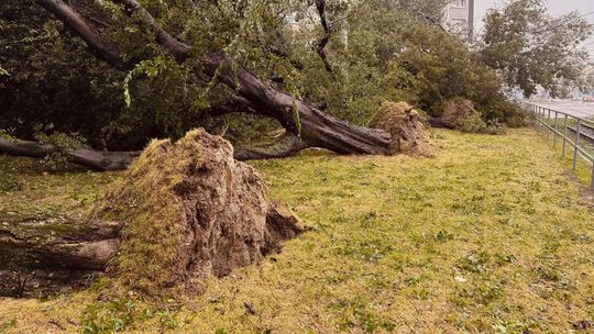 Vietor vyvrátil z koreňov veľké stromy pri OC...