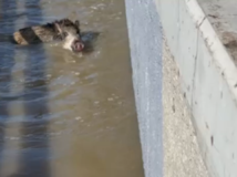 VIDEO: Rozbúrený Dunaj unášal diviaka,...