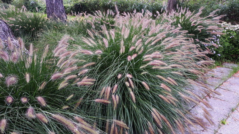 Perovec psiarkovitý ‘Hameln’