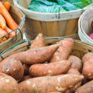 zelenina, úroda, bataty, mrkva, cvikla