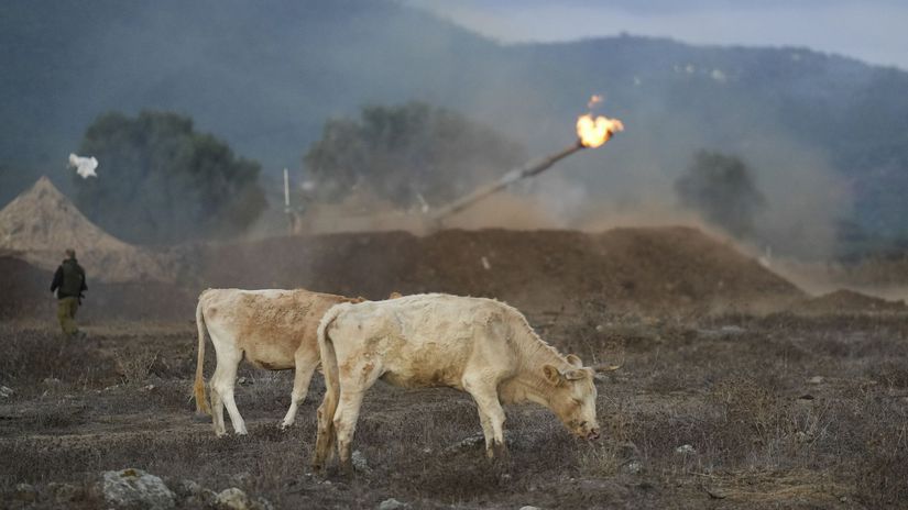 Kravy sa pasú pri izraelskej mobilnej...