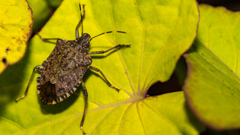 Halyomorpha halys