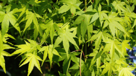 Javora dlaňovitolistého