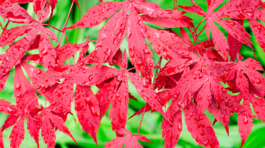 Javora dlaňovitolistého