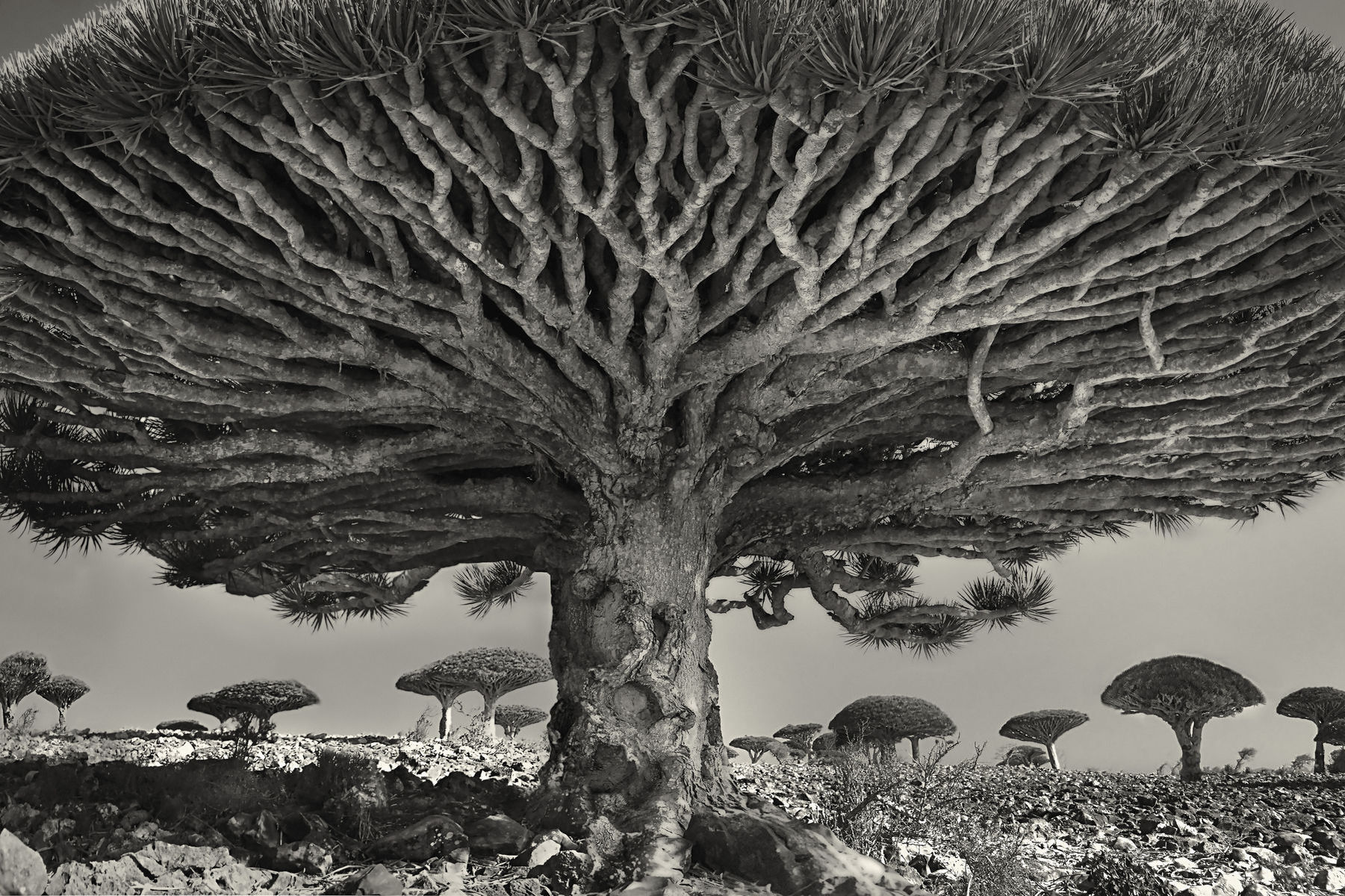 Americká fotografka Beth Moon rada fotografuje...