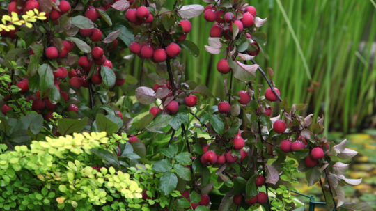 Okrasná jabloň Malus prunifolia