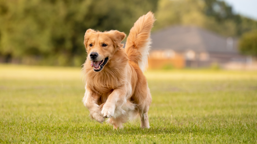Zlatý retriever