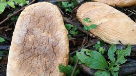 chlieb, sídlisko, Ružomberok