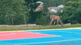 ihrisko, jelenica, Ružomberok