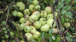 jablká, sídlisko, Ružomberok