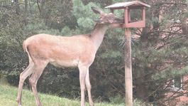 jelenica, Ružomberok