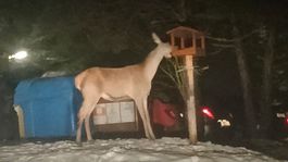 jelenica, Ružomberok